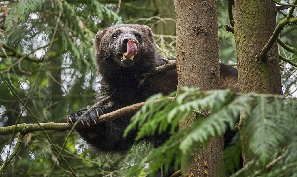 Come fotografare gli animali