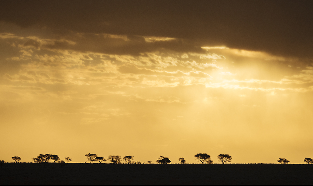 Come fotografare gli animali