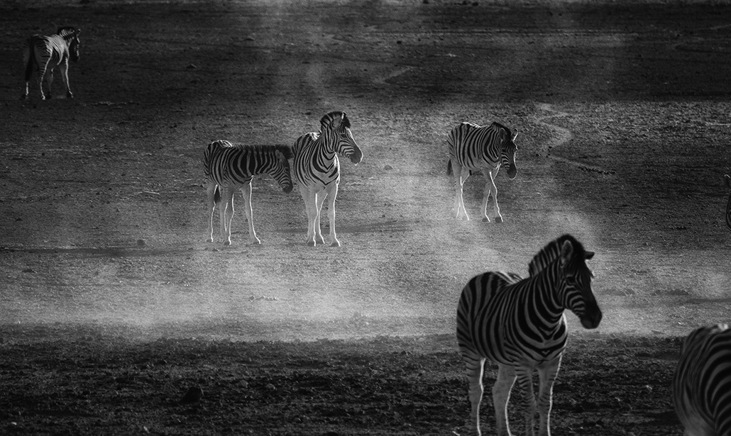 Come fotografare gli animali