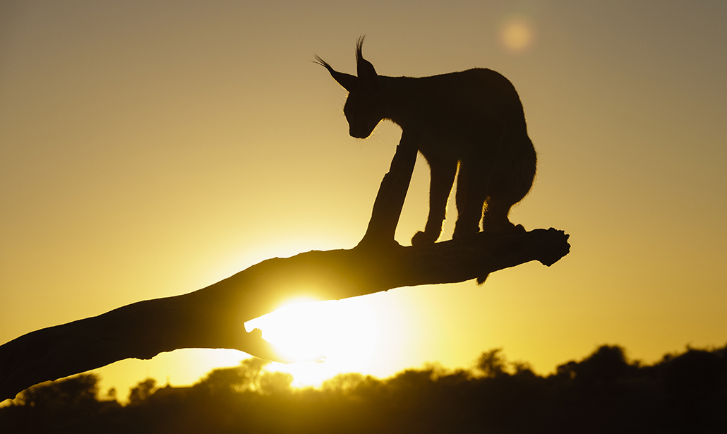 Come fotografare gli animali