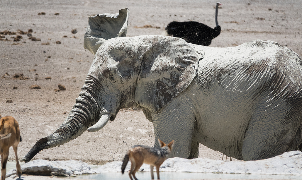 Come fotografare gli animali