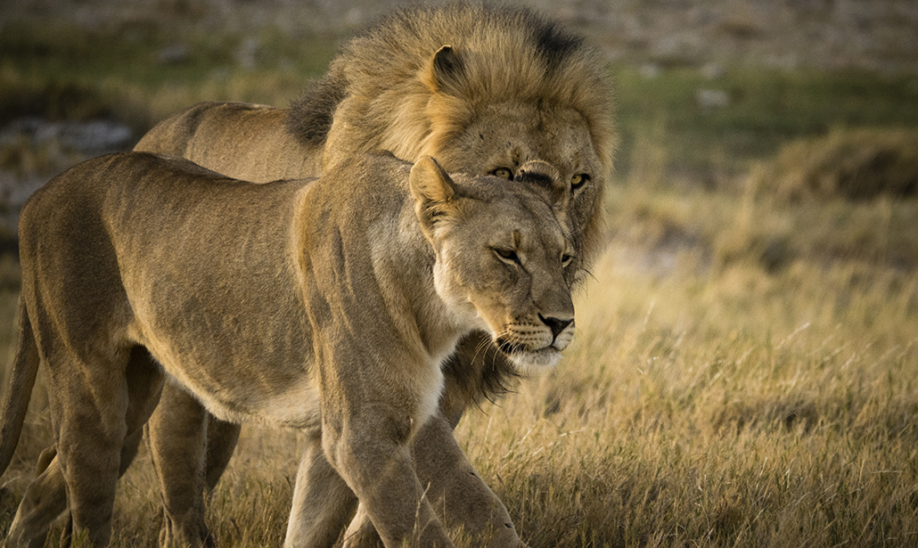 Come fotografare gli animali
