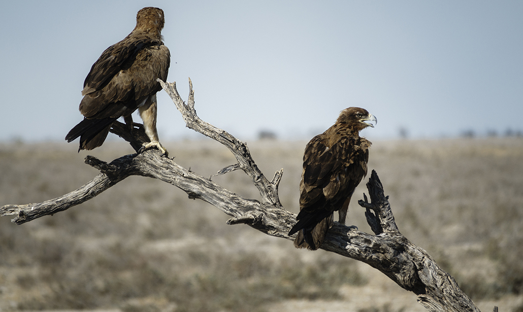 Come fotografare gli animali