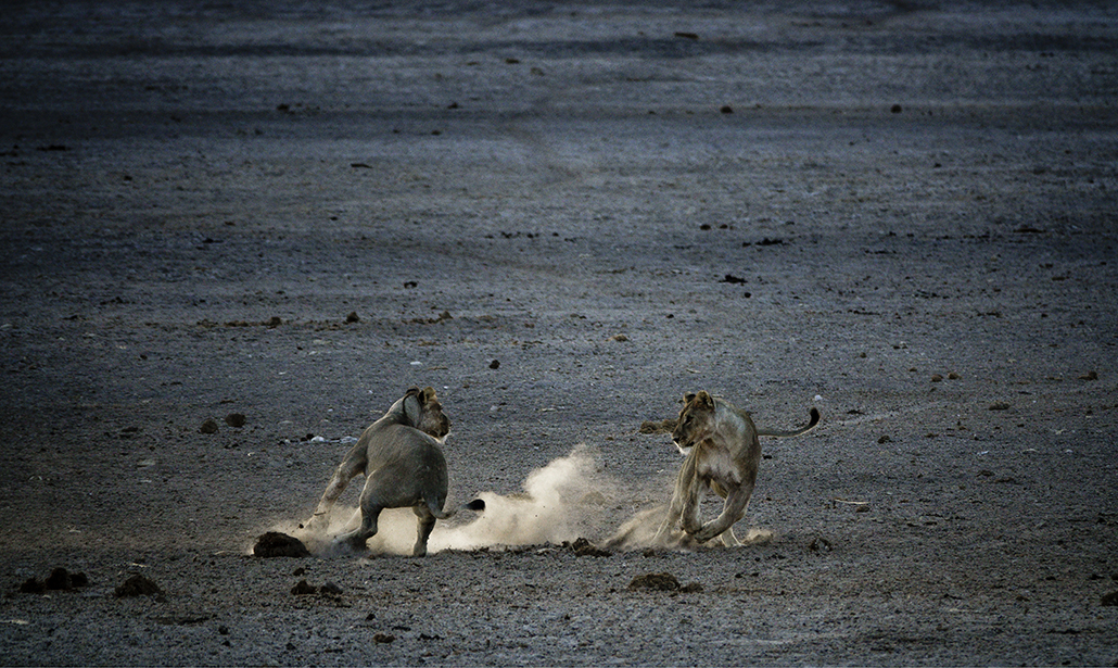Come fotografare gli animali