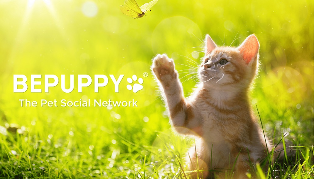 Bepuppy: the Italian social network for pets