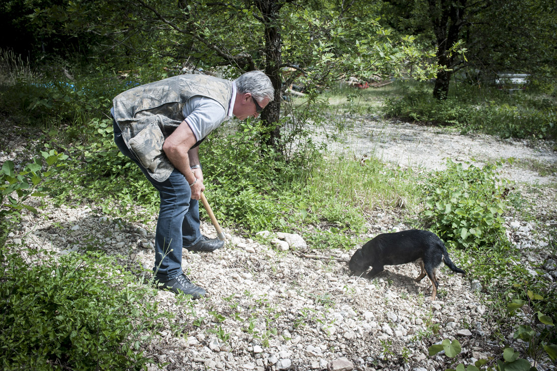 Caccia al tartufo: i segreti e le tecniche – FOTO e VIDEO