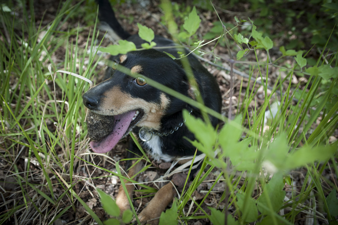 Caccia al tartufo: i segreti e le tecniche – FOTO e VIDEO