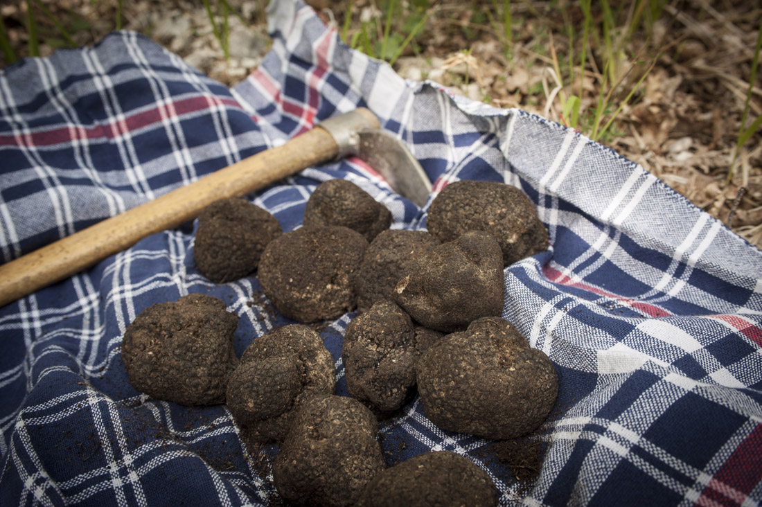 Caccia al tartufo: i segreti e le tecniche – FOTO e VIDEO