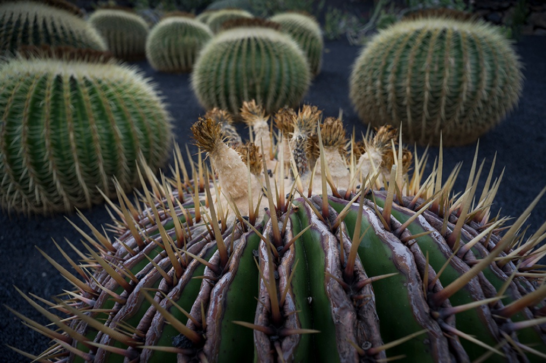 Al Jardín de Cactus il Premio Scarpa per il Giardino Al Jardín de Cactus il Premio Scarpa per il Giardino