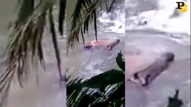 Coccodrillo porta tra le fauci il corpo di un uomo morto nel fiume