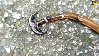 Il mistero dell’animale da 10 milioni di clic su facebook