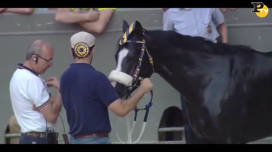 Palio di Siena: Tornasol, il cavallo che disse no!