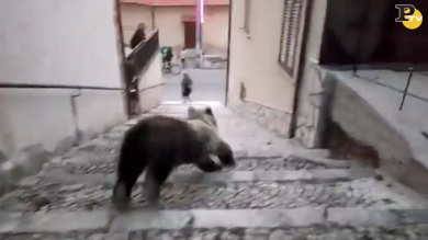 San Sebastiano dei Marsi: orso gira in paese