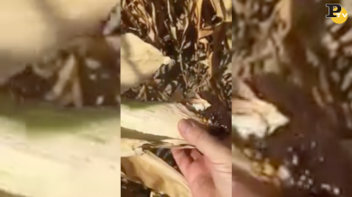 Caldo record: e la pianta di mais fa il pop corn
