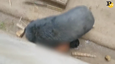 Orso cattura un uomo allo zoo. Salvo per miracolo