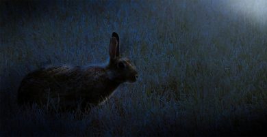 Bad Rabbit ransomware: c’è un modo preventivo per difendersi