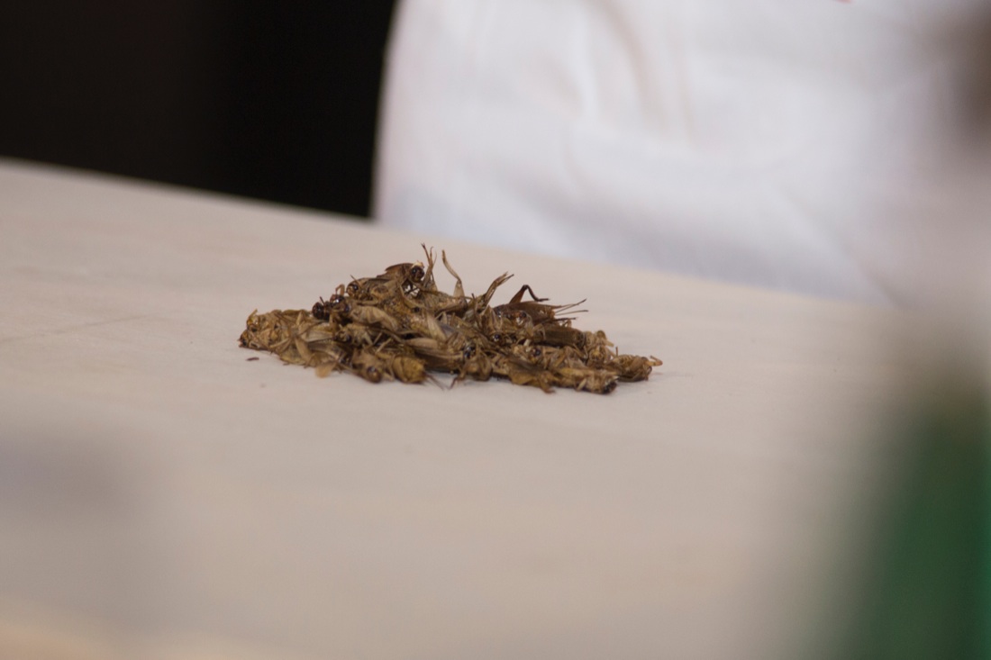 Insetti nel piatto: la cucina del futuro – FOTO e VIDEO