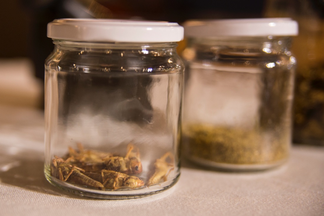 Insetti nel piatto: la cucina del futuro – FOTO e VIDEO