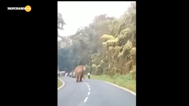 Elefante uccide un turista, per un selfie | video