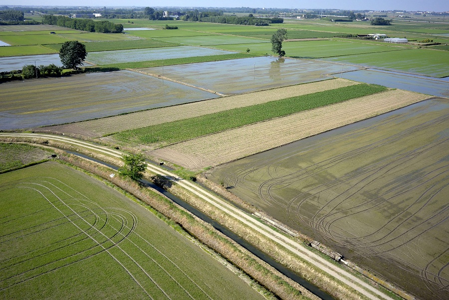 Riso Scotti trusts ecommerce to distribute rice in China Riso Scotti trusts ecommerce to distribute rice in China