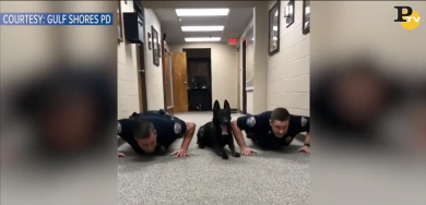 Cane poliziotto fa le flessioni con i colleghi agenti di Polizia | video