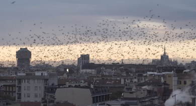 Stormi di uccelli nei cieli di Milano | video