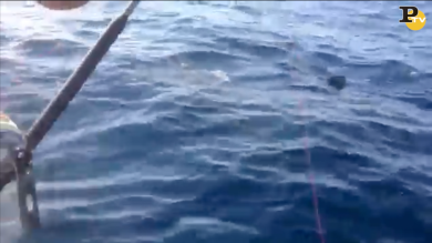 Squalo bianco nel Mar Adriatico | video