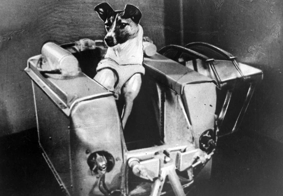 Laika: 60 anni fa la prima cagnolina nello spazio – foto