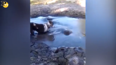 Alligatore attacca cane vicino ad una pozza | video choc