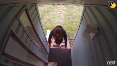 Cosa fare contro i furti di pacchi fuori da casa | video