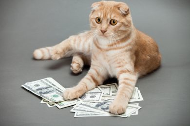 Cryptokitties: cos’è e come funziona lo scambio di gatti attraverso criptovaluta