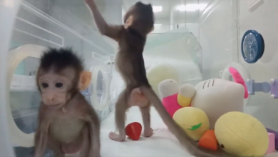 Cina: clonate due scimmie | video