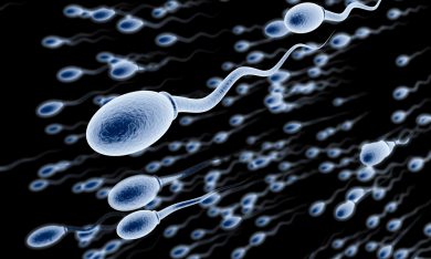 Gli spermatozoi? Si orientano “a naso”