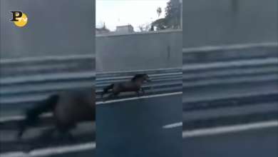 Cavallo in mezzo alla autostrada Napoli-Salerno | video