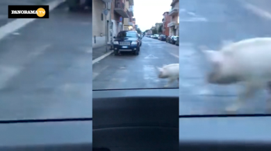 Maiale gira tra i rifiuti per le vie di Roma | video