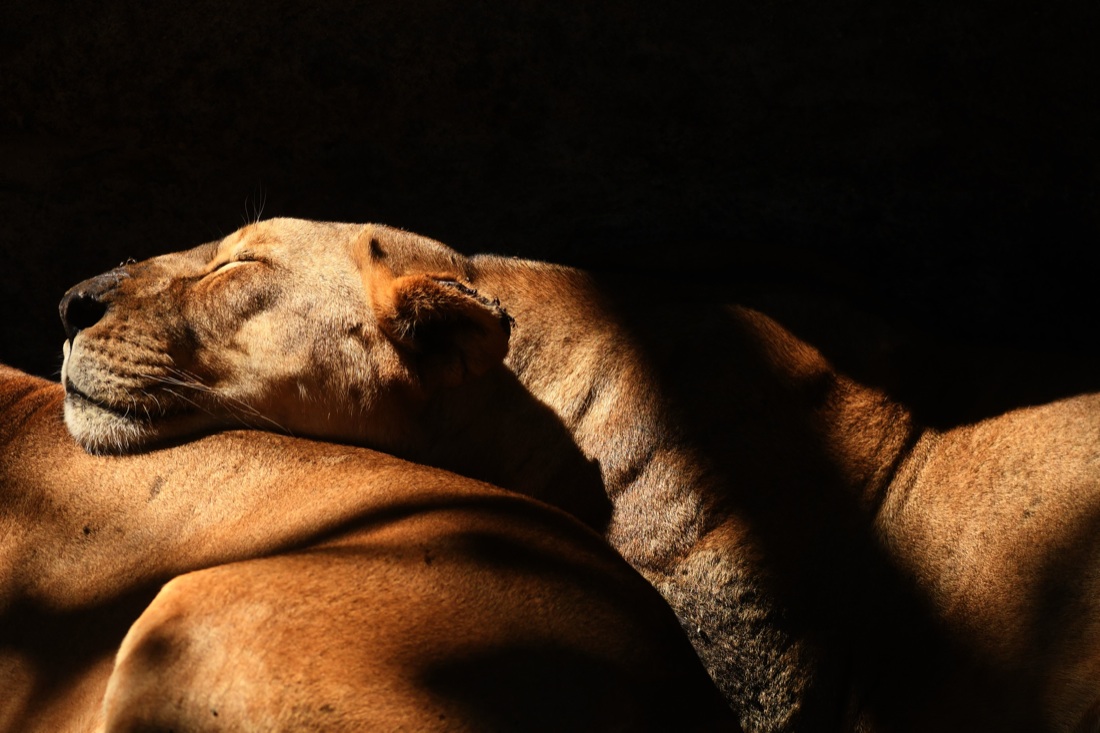 Le foto più belle della settimana: dal 17 al 23 febbraio Le foto più belle della settimana: dal 17 al 23 febbraio