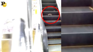 Manila, topo sulle scale mobili al centro commerciale | video