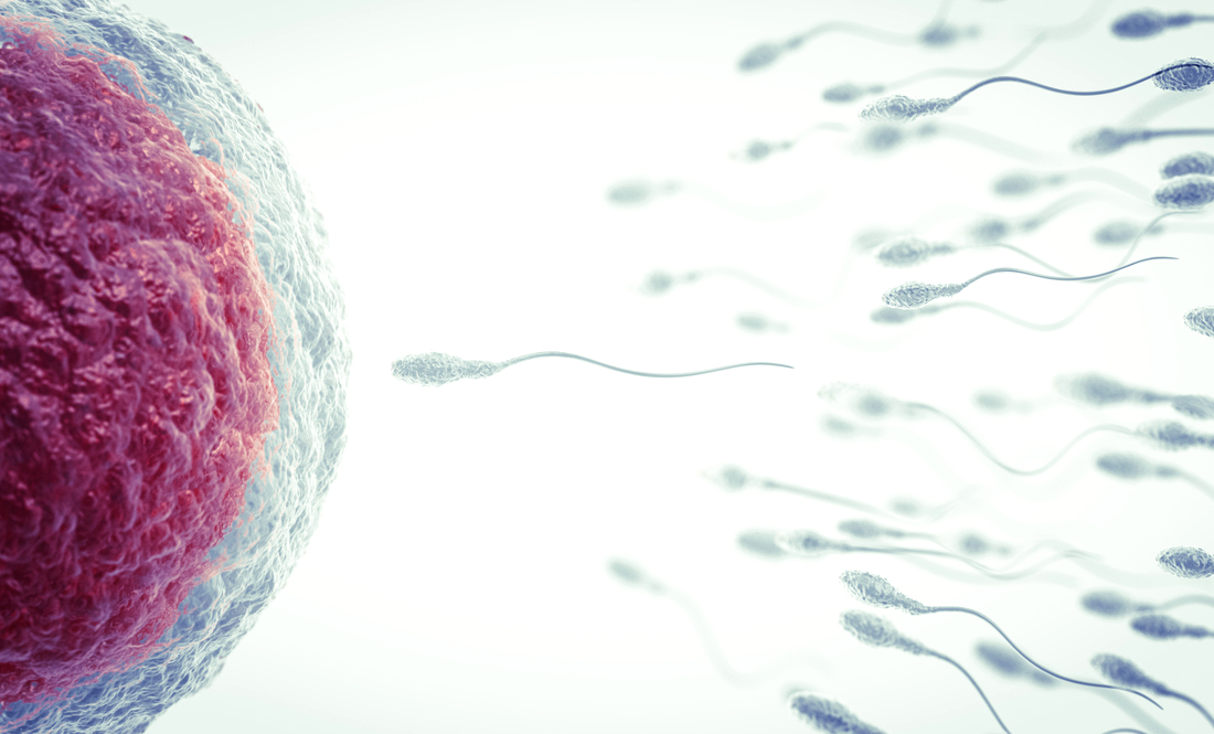 Ovociti creati in laboratorio: possibile svolta per chi ha problemi di fertilità Ovociti creati in laboratorio: possibile svolta per chi ha problemi di fertilità