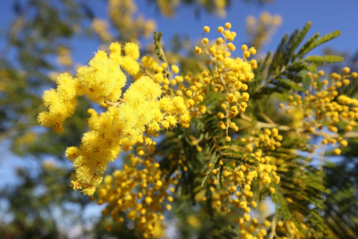 Galleria foto 'Le foto del giorno – 30/03/18' - foto 20