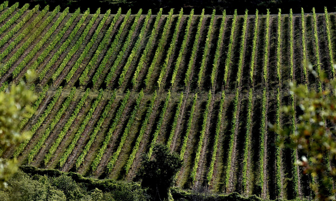 Italian Wine – Taste the Passion: la campagna per il vino italiano negli Usa Italian Wine – Taste the Passion: la campagna per il vino italiano negli Usa