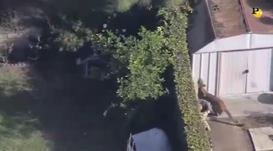Puma si aggira tra le strade di Los Angeles. Catturato dalla polizia