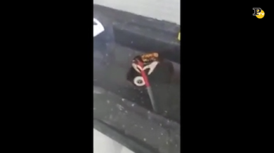 Granchio armato di coltello sfida il cuoco in cucina