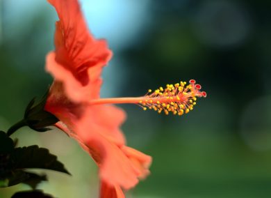 Why Italy is investing on plants