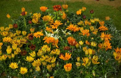 Equinozio di primavera, quest’anno è in anticipo