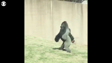 Louis, il gorilla che vive come un uomo allo zoo di Philadelphia | video