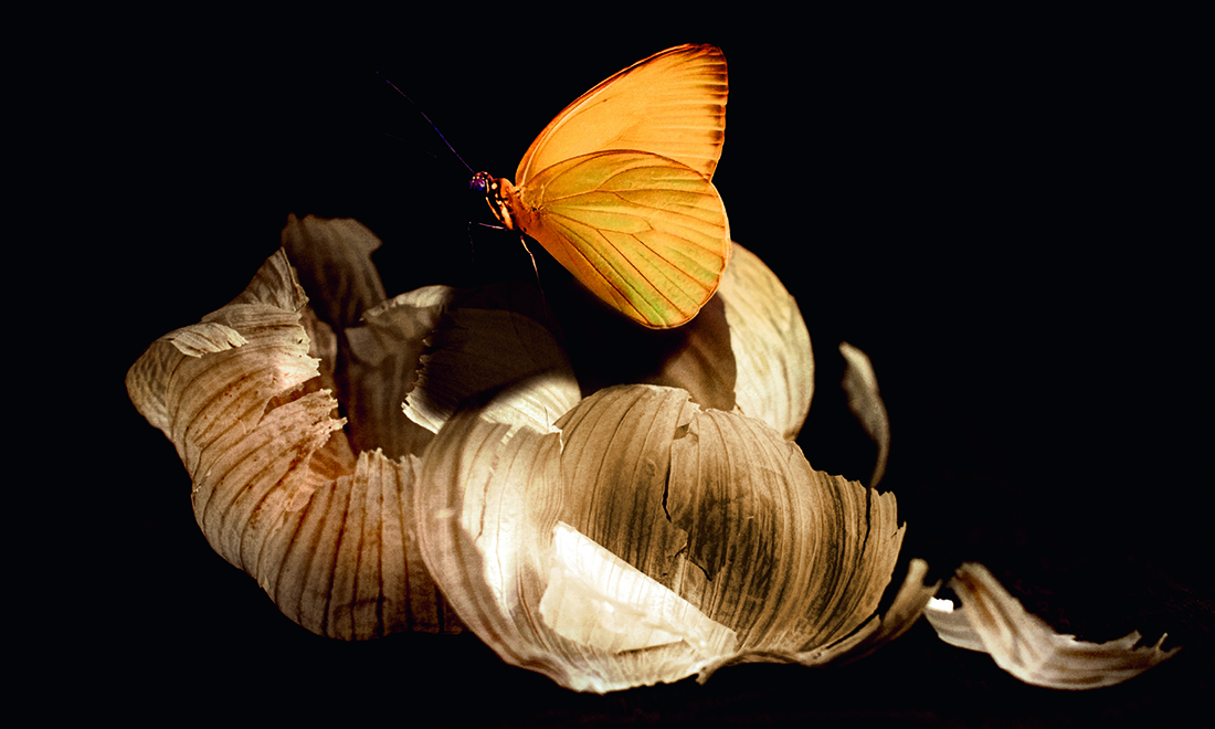 Tutti i libri per la Festa della Donna