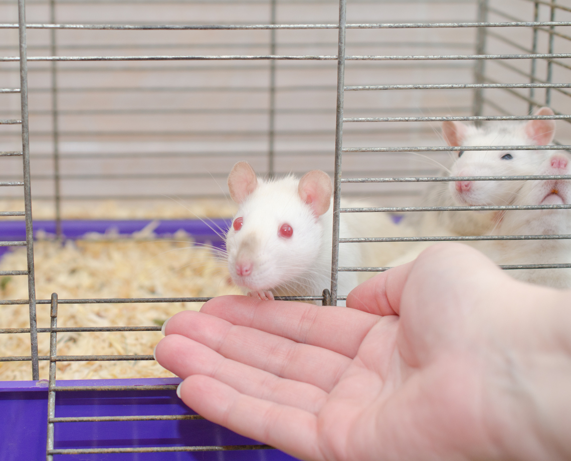 Test sugli animali: ecco come si possono evitare negli studi sull’obesità Test sugli animali: ecco come si possono evitare negli studi sull’obesità