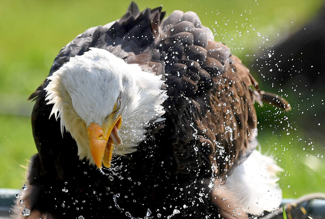 Le foto più belle della settimana: dal 7 al 13 aprile