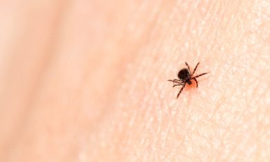 Malattia di Lyme: la prima epidemia dovuta al cambiamento climatico
