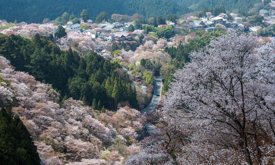 La primavera nel mondo: le foto più belle La primavera nel mondo: le foto più belle